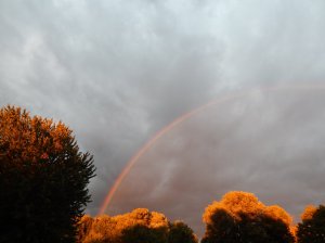 rainbow yard
